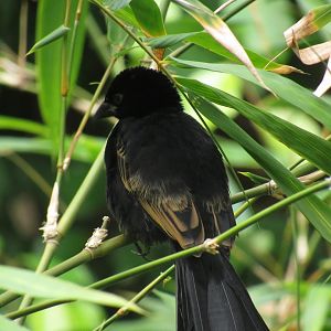 Red Collared Widow Bird