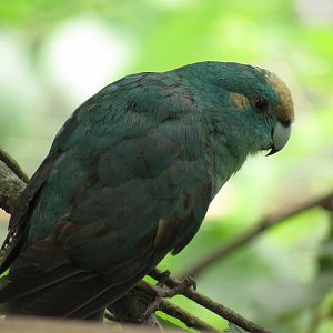 Red-Crowned Kakariki (turquoise mutation) at Kansas City Zoo