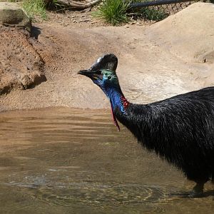Southern Cassowary at the Greensboro Science Center