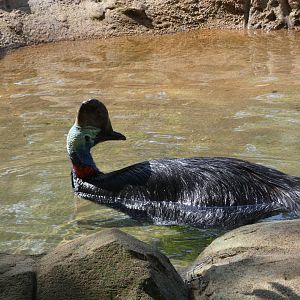 Southern Cassowary at the Greensboro Science Center