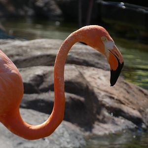Caribbean Flamingo at the Greensboro Science Center
