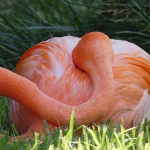 Caribbean Flamingo at the Greensboro Science Center