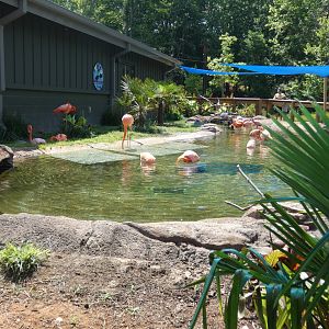 Caribbean Flamingo exhibit at the Greensboro Science Center