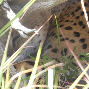 Serval at the Greensboro Science Center