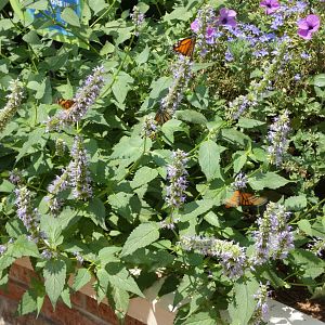 A bunch of Monarch Butterflies