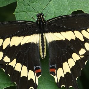 Giant Sawllowtail butterfly at the Greensboro Science Center