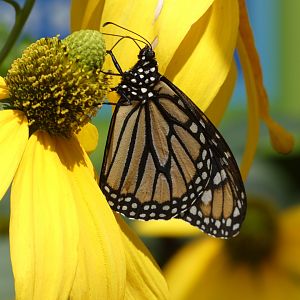 Monarch Butterfly at the Greensboro Science Center