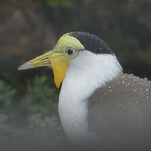 NEW- Masked Lapwings at the Greensboro Science Center