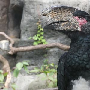 Trumpeter Hornbill at the Greensboro Science Center