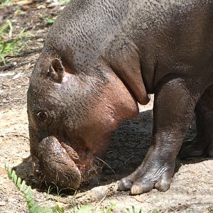 Pygmy Hippo at the Greensboro Science Center