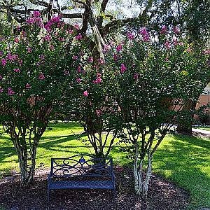 The Magic Myrtles - YouTube