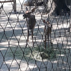 Lesser kudu having lunch
