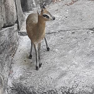 Up close klipspringer