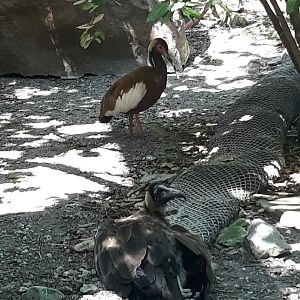 Madagascar ibis and hooded vulture