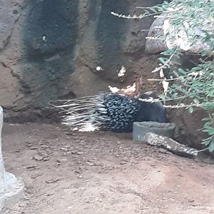 Crested porcupine