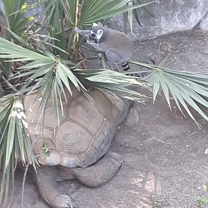 Lemur and Tortoise