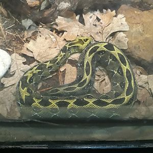Ethiopian mountain adder