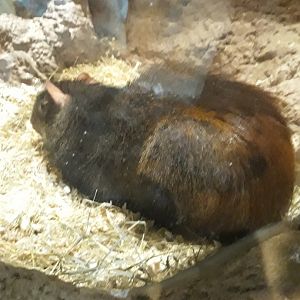 Red-rumped agouti