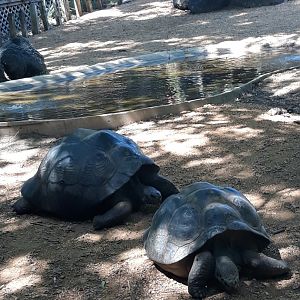Galápagos tortoises