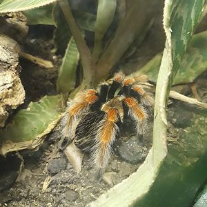 Mexican fireleg tarantula