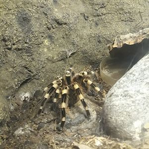 Brazilian whiteknee tarantula