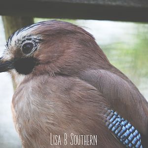 Eurasian jay