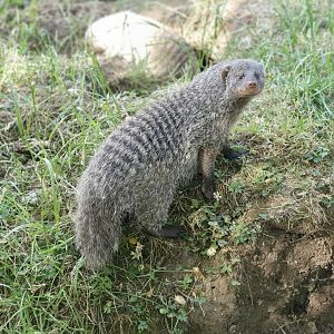 Banded mongoose