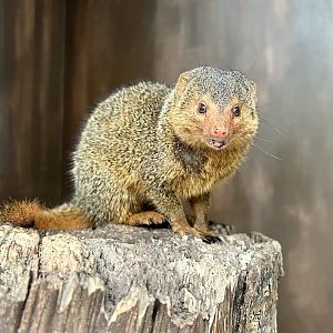 Common dwarf mongoose