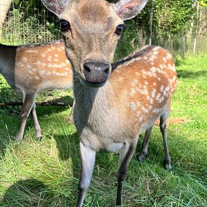Sika deer
