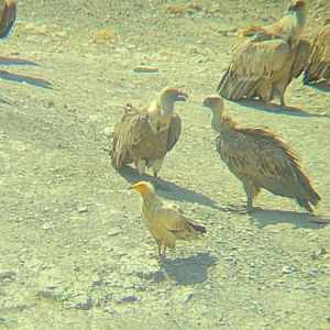 Eurasian griffon vultures and Egyptian vulture