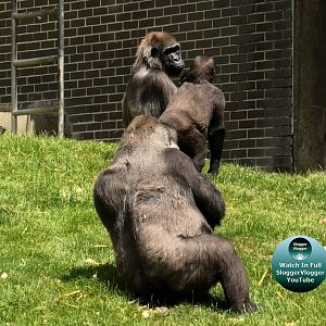 Port Lympne Wild Animal Park