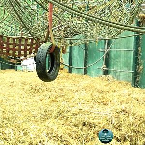 Port Lympne gorilla enclosure