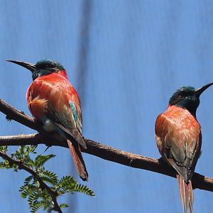 Southern carmine bee-eaters