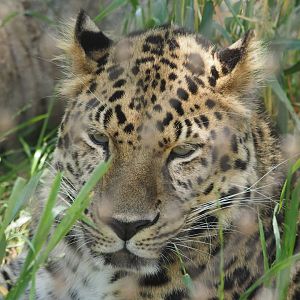 Amur Leopard
