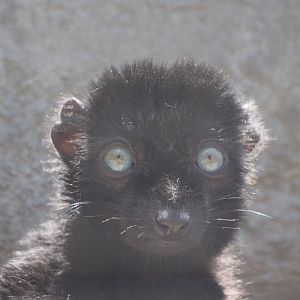 Blue-eyed black lemur