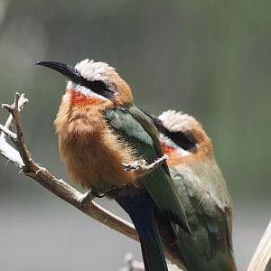White-fronted bee-eater