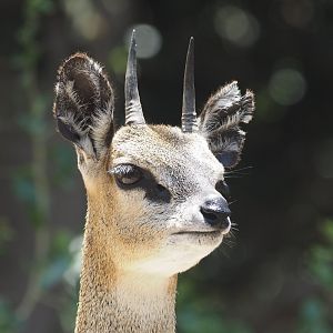 Klipspringer