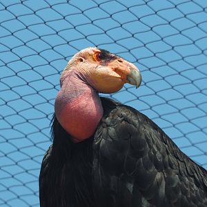 California condor