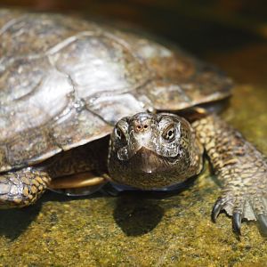 Pacific pond turtle