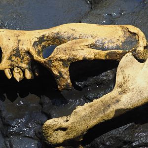 Harlan's ground sloth skull replica