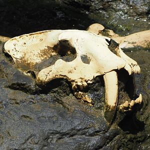 Smilodon fatalis skull replica