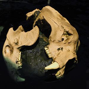 Arctodus simus skull replica