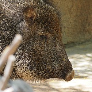 Chacoan peccary