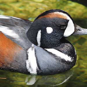 Harlequin duck