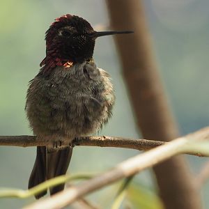 Anna's hummingbird
