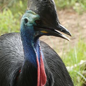 Southern Cassowary at the Greensboro Science Center