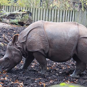 Indian rhinoceros Vaiana (Rhinoceros unicornis), 2021-11-23