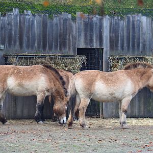 Przewalski's horses (Equus ferus przewalskii), 2021-11-23