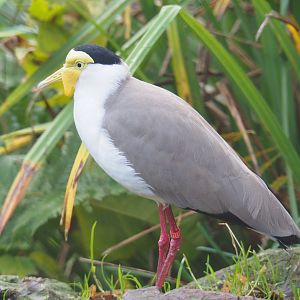 Masked lapwing (Vanellus miles), 2021-11-23