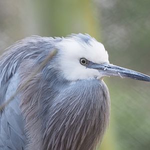 White-faced Heron (Egretta novaehollandiae), 2021-11-23